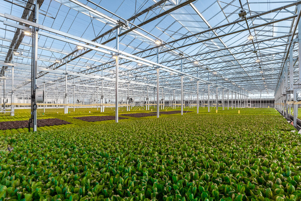 How does Technology Power Fully Automated Greenhouses