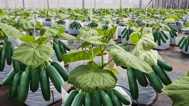 Greenhouse Cucumbers Vs Regular