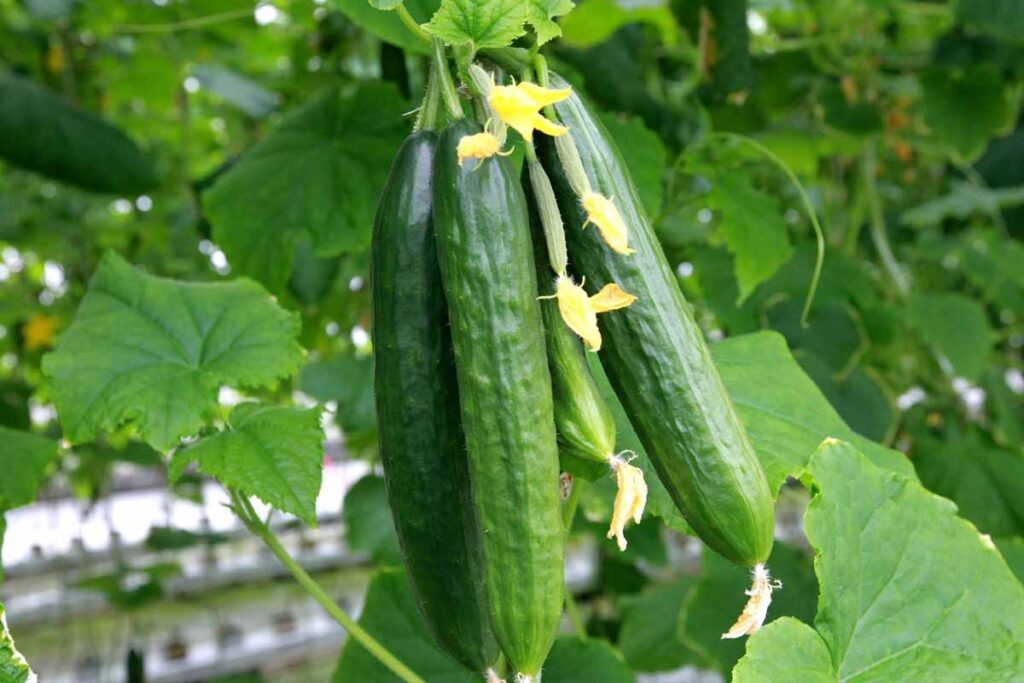 Benefits of Greenhouse Cucumbers