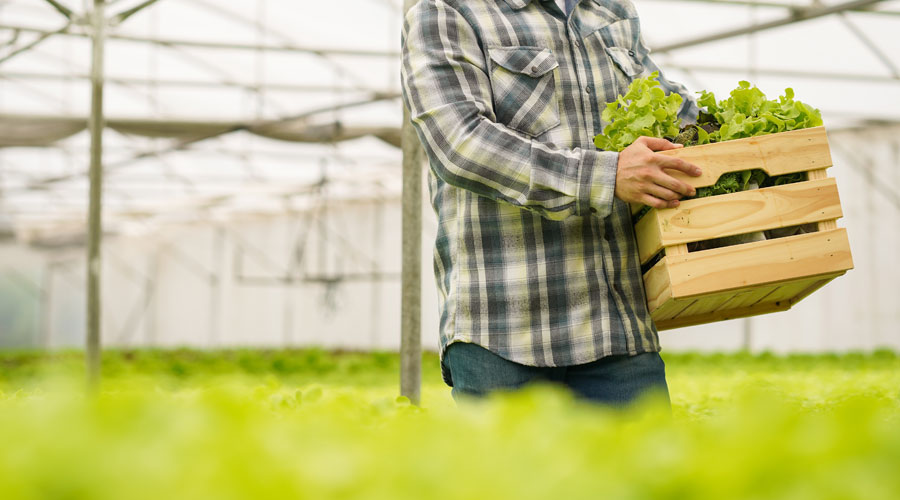 Essential for a Successful Career as a Greenhouse Grower