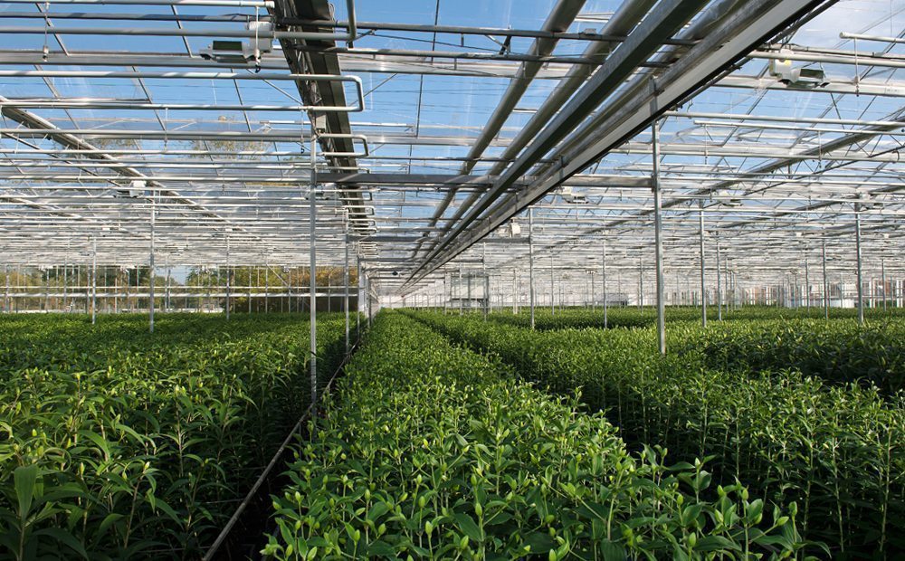 What Factors Affect Sunlight Access in Greenhouse Placement