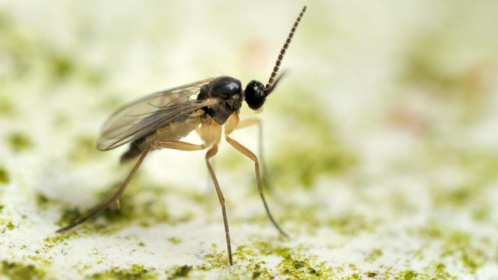 The Potential Risks and Damages Caused by Gnat Infestations