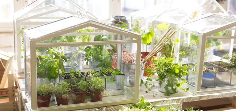 Mini Greenhouse Herbs