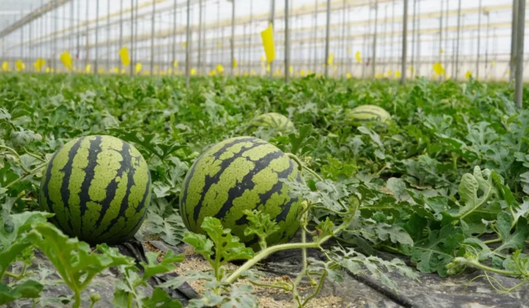 Watermelon In Greenhouse