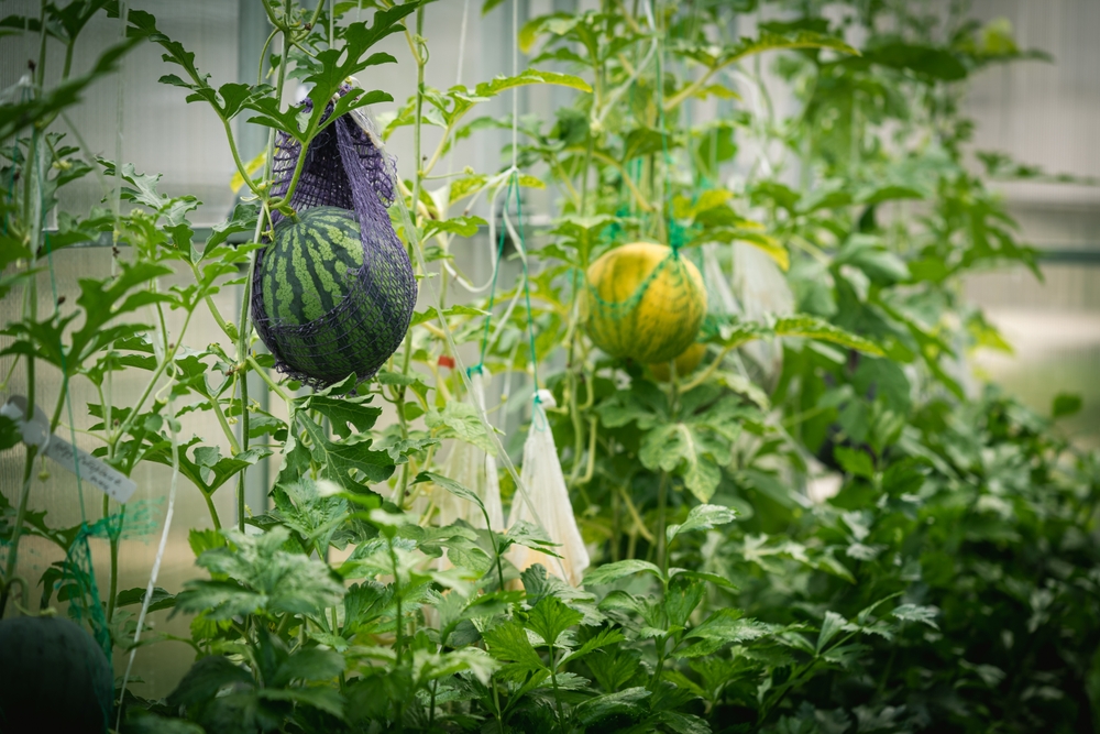 Why Choose a Greenhouse for Watermelon
