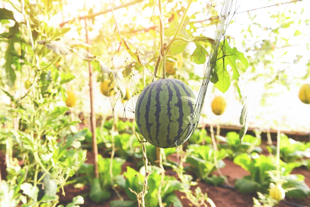 What's the Best Soil for Greenhouse Watermelon